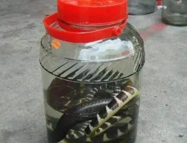 开云体育入口-男子用2条毒蛇泡酒，12年后打开本想品尝美酒，谁知出现惊人现象